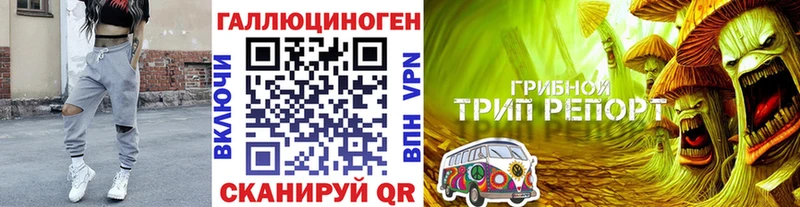 закладка  Донской  Галлюциногенные грибы Cubensis 